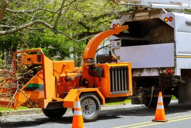 tree removal Three Points az
