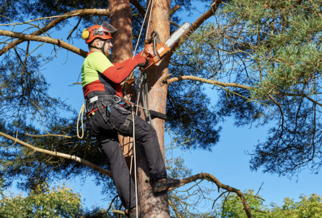 tree trimming Three Points az