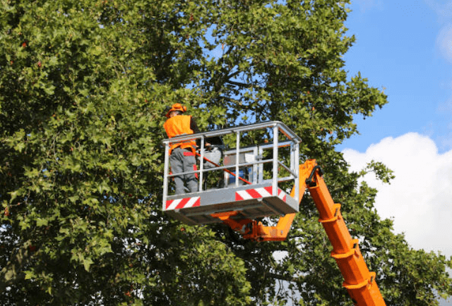 tree trimming pima