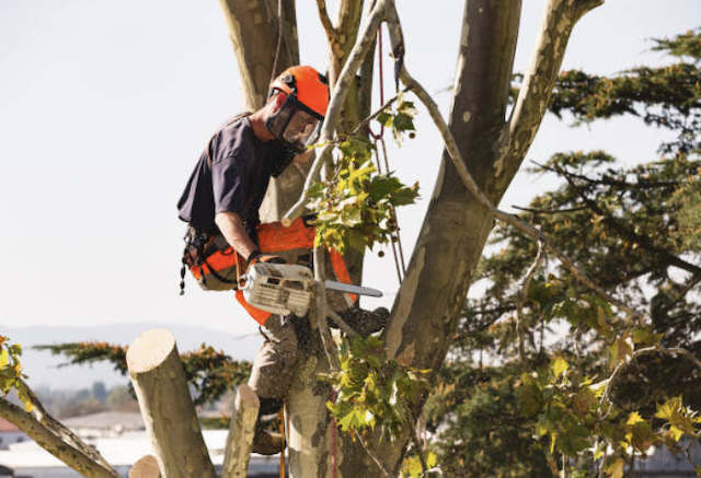 pima tree removal