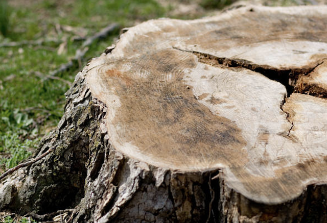 tree stump pima